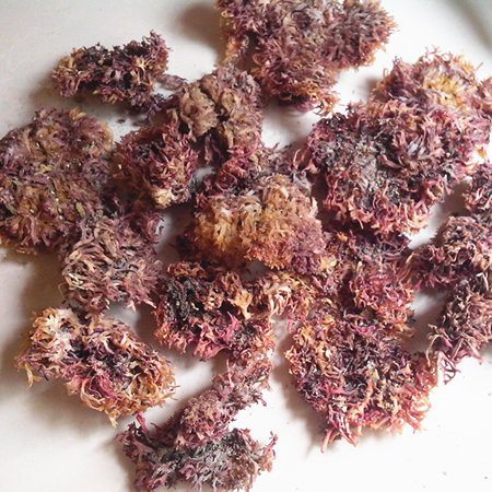 特级野生 海石花 石花菜/鹿角凉拌菜 纯天然可做海凉粉500克 包邮