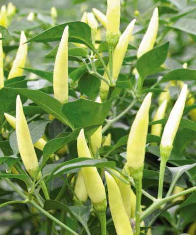 湖南小米辣种子\/白色朝天椒种子 辣椒种子 蔬菜