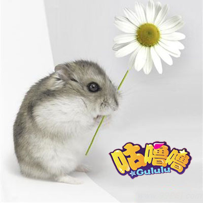 咕噜噜 自提拍 紫仓 仓鼠宝宝迷你小型宠物|一线三线布丁银狐|一淘网优惠购|购就省钱