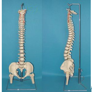 脊椎带椎间盘神经颈椎动脉血管半股骨 人体骨