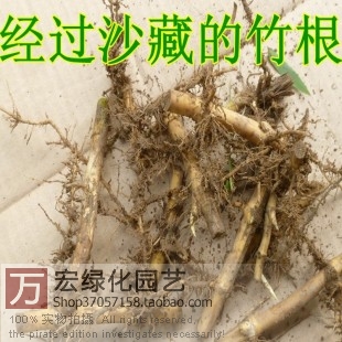 青竹根/毛竹根/刚竹根/成活率极高买 竹根