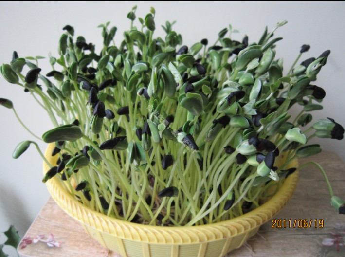 水培黑豆苗种子 扁肾豆 芽苗菜 水培芽菜种子 阳台盆栽50克500克