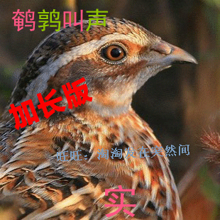 鹌鹑叫声 加长版电媒声 mp3格式 实战鹌鹑叫声