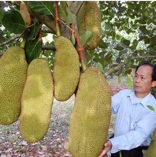 果树苗 菠萝蜜树苗 树菠萝苗 当年结果 味道香