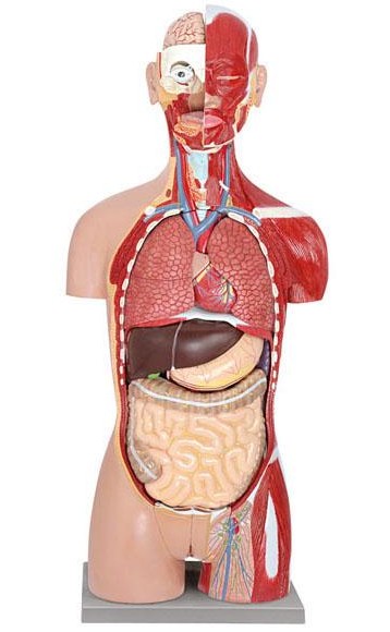进口躯干模型85公分两性开背豪华型躯干模型