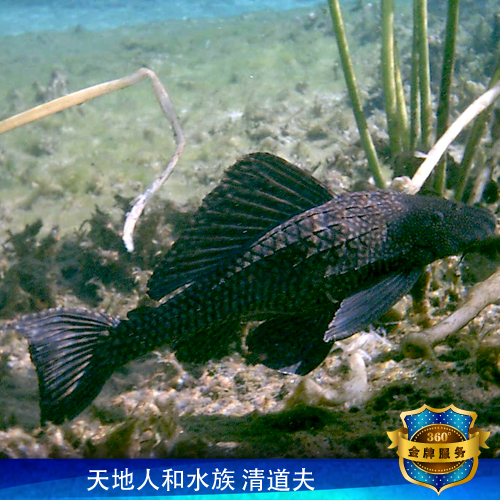 清道夫鱼 清洁工琵琶垃圾清理热带观赏鱼缸吃