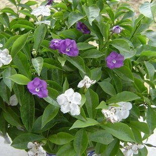 盆栽推荐花卉 双色茉莉★变色 鸳鸯★茉莉 2-5年苗 开花植物