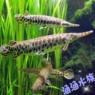 龙鱼混养 上层鱼 热带鱼 观赏鱼 长嘴鳄鱼 尖嘴