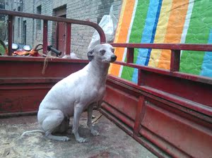 惠比特002纯种灵缇格力犬猎兔犬狩猎犬惠比特