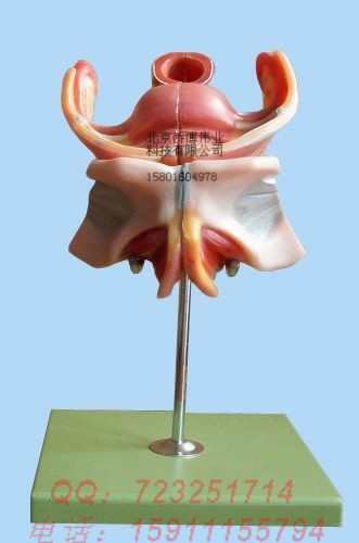 17105女性生殖器官结构模型 实物拍摄 有细节