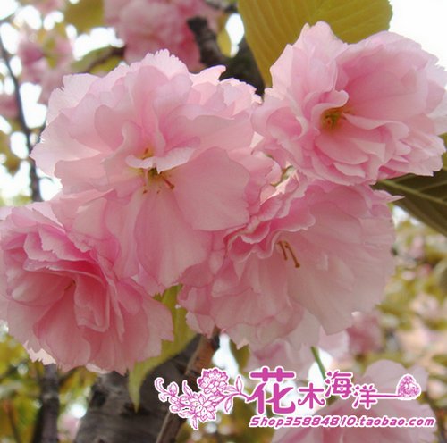 日本樱花树苗【重瓣日本早樱】 粉红色 规格齐全当年开花