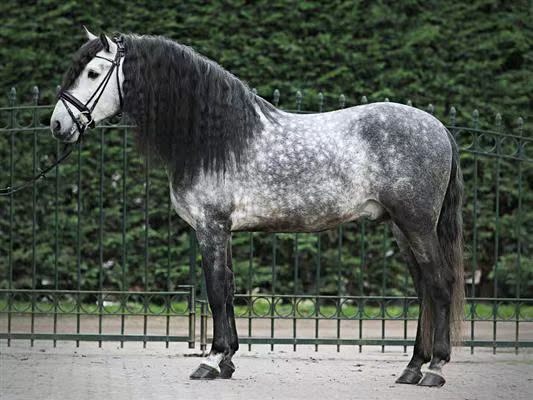 销售马匹 海外代购马匹 西班牙马 宫廷舞步马 青