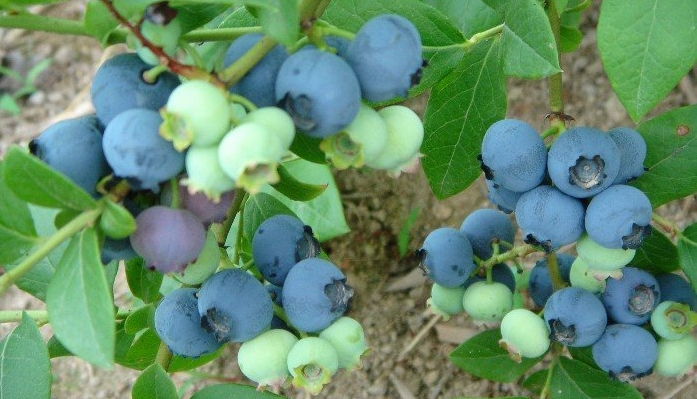 蓝莓苗果树苗 蓝梅苗适合北方 南方种植兔眼蓝