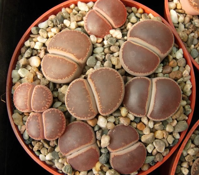 生石花 ko日轮 种子10粒|一淘网优惠购|购就省