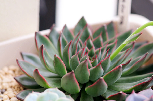 欧洲进口大型多肉 天箭座 叶片叶插 成株一物一