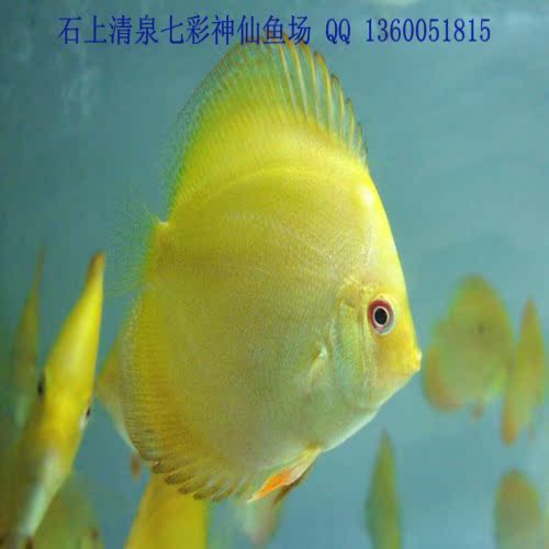 七彩神仙鱼活体鱼 黄金 7-8cm 不含尾