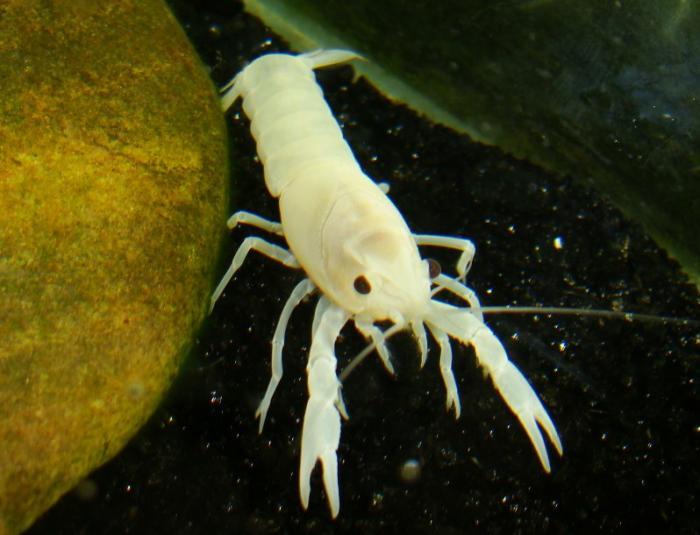 白螯虾\/观赏虾\/宠物虾\/雪螯虾\/白玉螯虾|一淘网