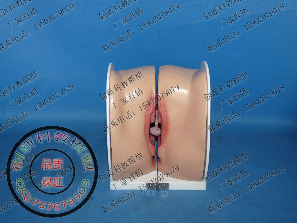 女性子宫上环演示模型 女<em>生殖器</em>解剖模型 计生