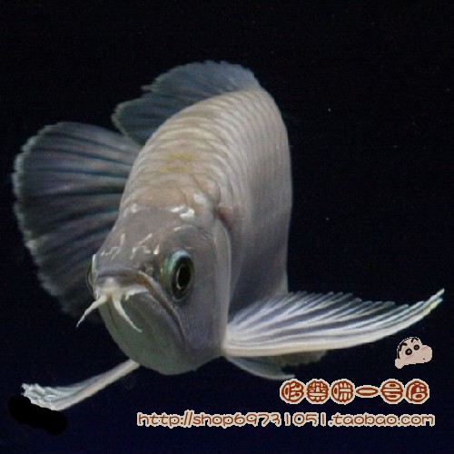 青龙鱼 青金龙 澳洲星点龙鱼 热带观赏鱼 20-28