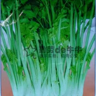 无土栽培蔬菜设备\/家庭有机蔬菜种植机架箱套