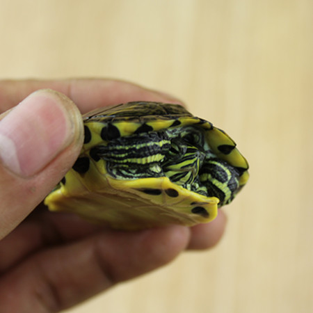 巴西黄耳龟 4-5厘米 活体小乌龟宠物 彩色水乌