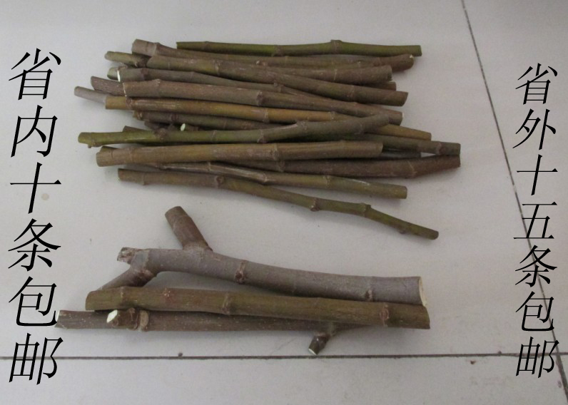 包邮预订售威海青皮无花果枝条,插扦盆栽景观