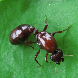 宠物蚂蚁|木盲切叶蚁|carebara lignata|1后100多工缺货