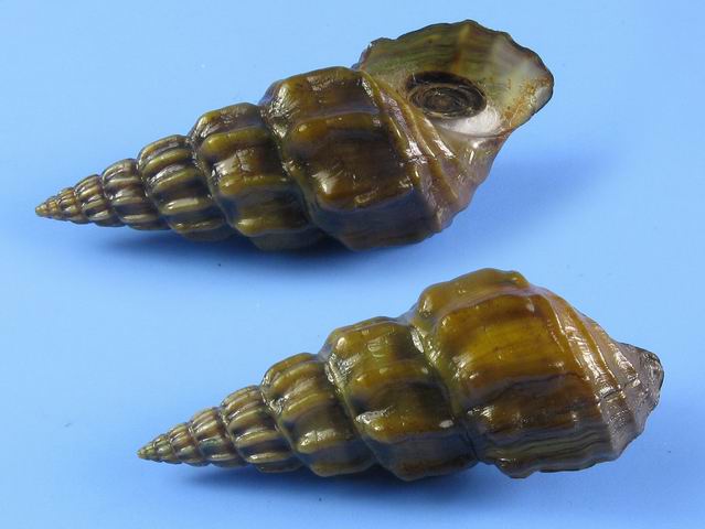 除藻螺 工具螺 原生甜筒螺 方格短沟蜷 清道夫螺