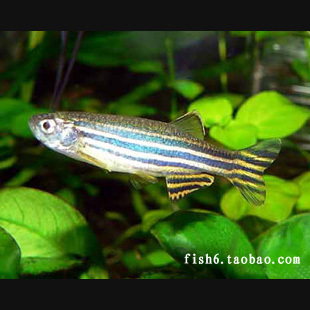热带鱼 观赏鱼 蓝斑马鱼 最好养的热带观赏鱼 5
