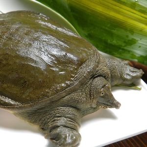 阳澄湖塘外大甲鱼 鲜活2斤王八老鳖老甲鱼活体