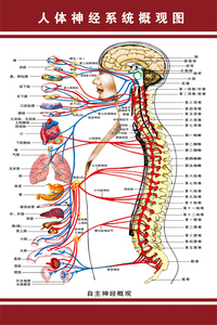 人体神经系统示意图医学宣传挂图人体器官解剖