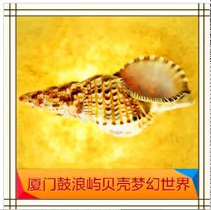 厦门美人鱼贝壳梦幻世界\/海洋馆\/鼓浪屿旅游景