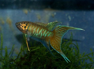 野生中国斗鱼 叉尾斗鱼 普叉活体 菩萨鱼 花手巾