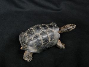 加拉象龟陆龟模型 孤独的乔治 陆龟模型优惠价