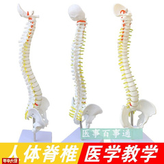 中型人体脊柱模型成人正骨练习带颈椎F腰椎椎间盘脊椎骨骼型模包