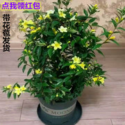 法国香水藤茉莉花苗盆栽带花苞室内阳台庭院爬藤开花好养活绿植物