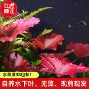 红虎斑睡莲小可爱迷你睡莲红水草水下叶鱼缸造景前中后景植物活体
