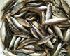 东北小麦穗鱼冷水鱼黑龙江麦穗鱼河鱼淡水鱼送酱鲜活速冻特产