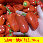 湖南本地新鲜红辣椒，蔬菜露天种植场地直供1-5斤装