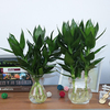 观音竹水培富贵竹水养玻璃花瓶盆栽花卉植物室内客厅卧室好养