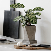 观叶植物孔雀竹芋绿色植物办公室桌植物盆栽花净化空气去甲醛