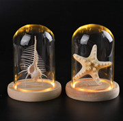 海螺贝壳标本家居创意，海洋生物科普摆件，led玻璃防尘罩天然