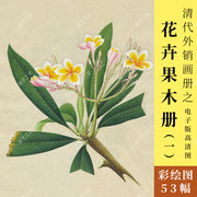 花卉水果彩绘图册清代外销画册水粉水彩画彩铅花草植物手绘博物画