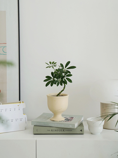 植物私生活桌面鹅掌藤鸭脚木办公室卧室，情绪氛围新手好养小盆栽