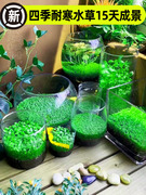 鱼缸水草种子生态玻璃瓶造景，套餐植物种籽孑水培阴性真草盆栽装饰