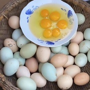 正宗土鸡蛋农家散养新鲜纯农村，自养野外天然放养鸡蛋50枚孕妇可食