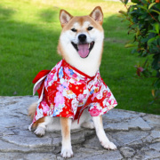 纯棉宠物狗狗日式和风国风，柯基柴犬和服结婚礼喜庆婚纱拍照衣服