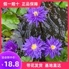 耐寒睡莲带花苞，池塘碗莲花水池，水培植物四季水生植物莲花