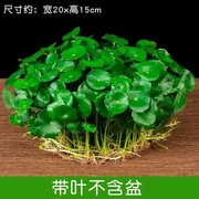 带叶铜钱草水培盆栽植物室内小绿植花卉水养金钱草籽水生四季好养