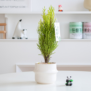 小香松圣诞树盆栽北欧风金冠柏植物办公室内桌面绿植创意礼物盆栽